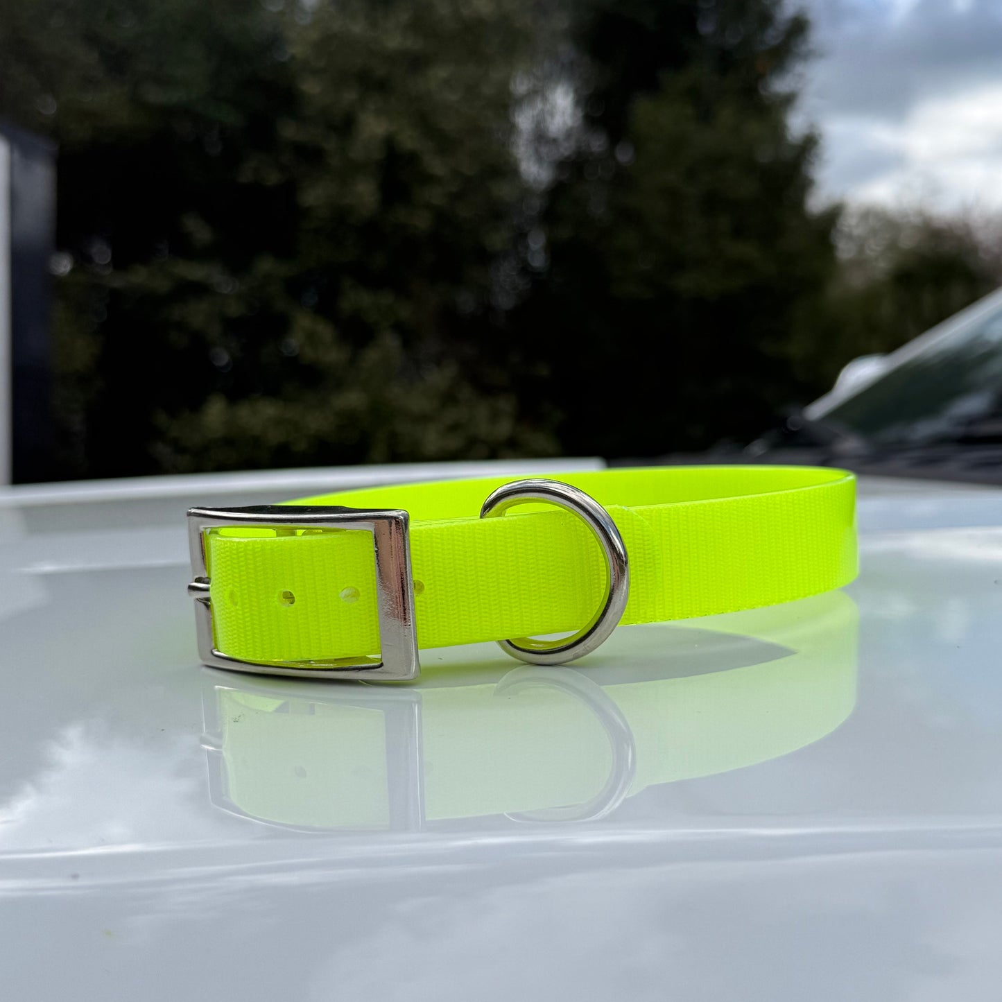 1" Reg Dayglow w/ D Ring Collar
