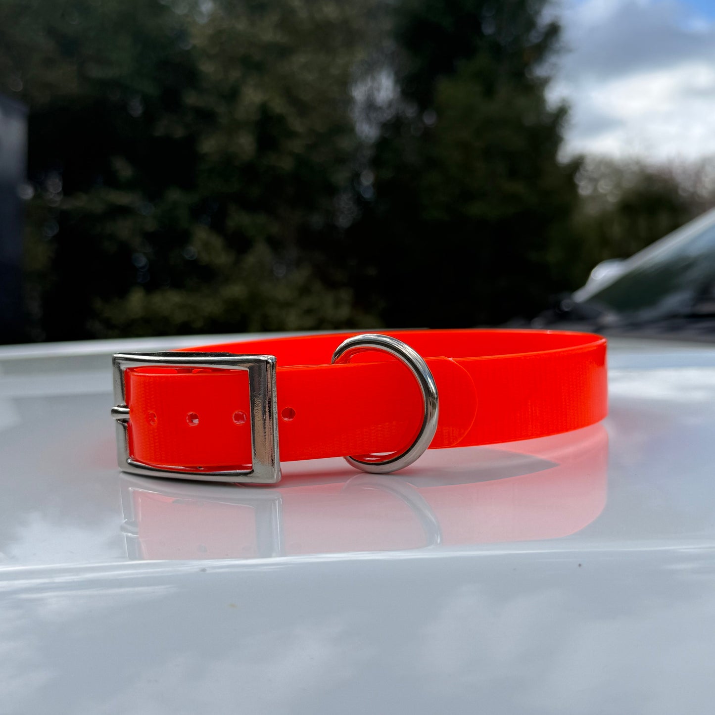 1" Reg Dayglow w/ D Ring Collar