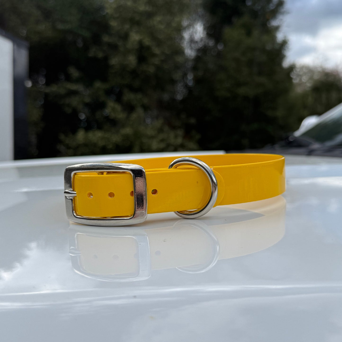 1" Reg Dayglow w/ D Ring Collar