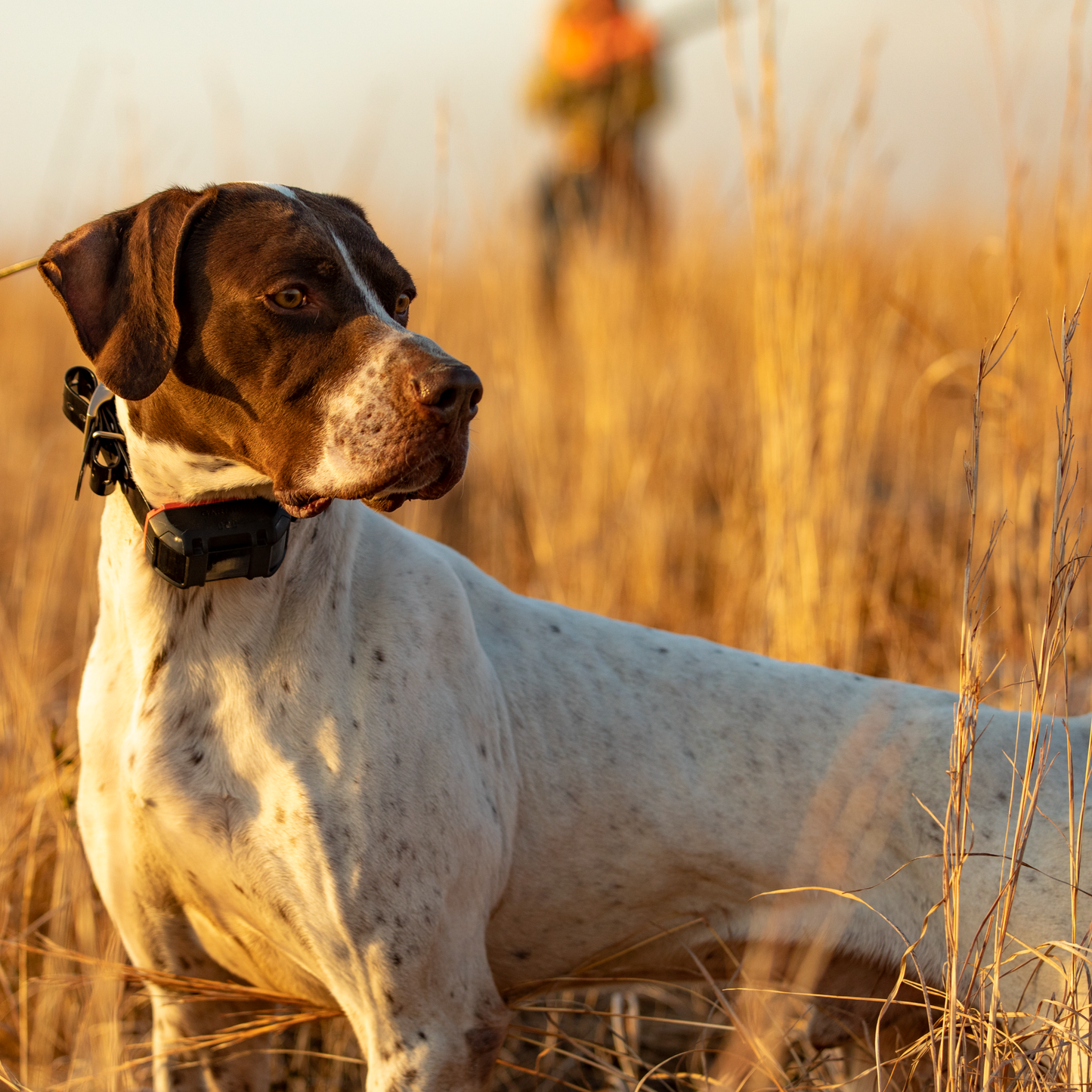 GARMIN Alpha® TT 25 Dog Collar Dog Tracking and Training Collar